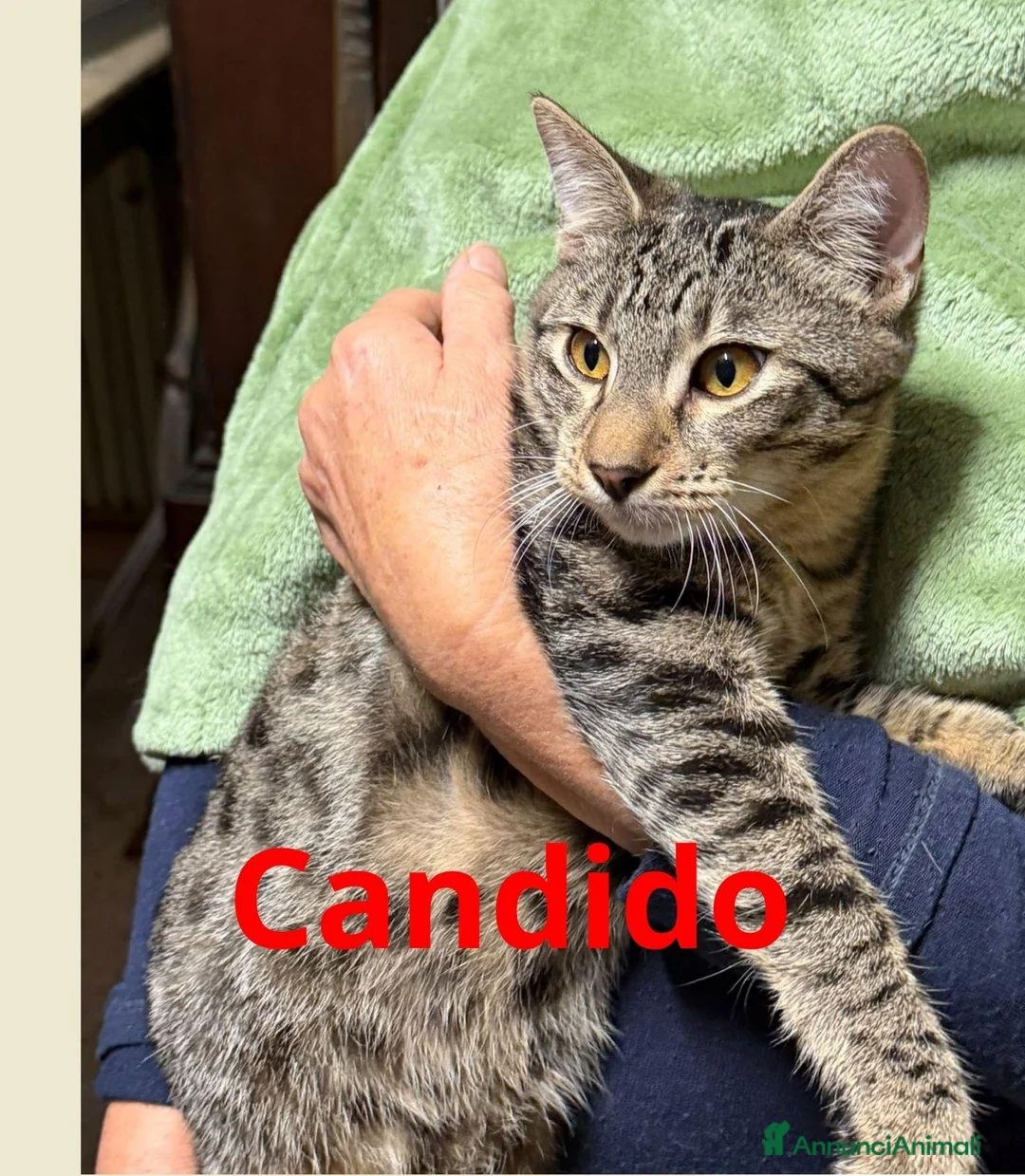 Meticcio gatti in regalo: Gattini di 5 mesi buonissimi - Annuncio 2