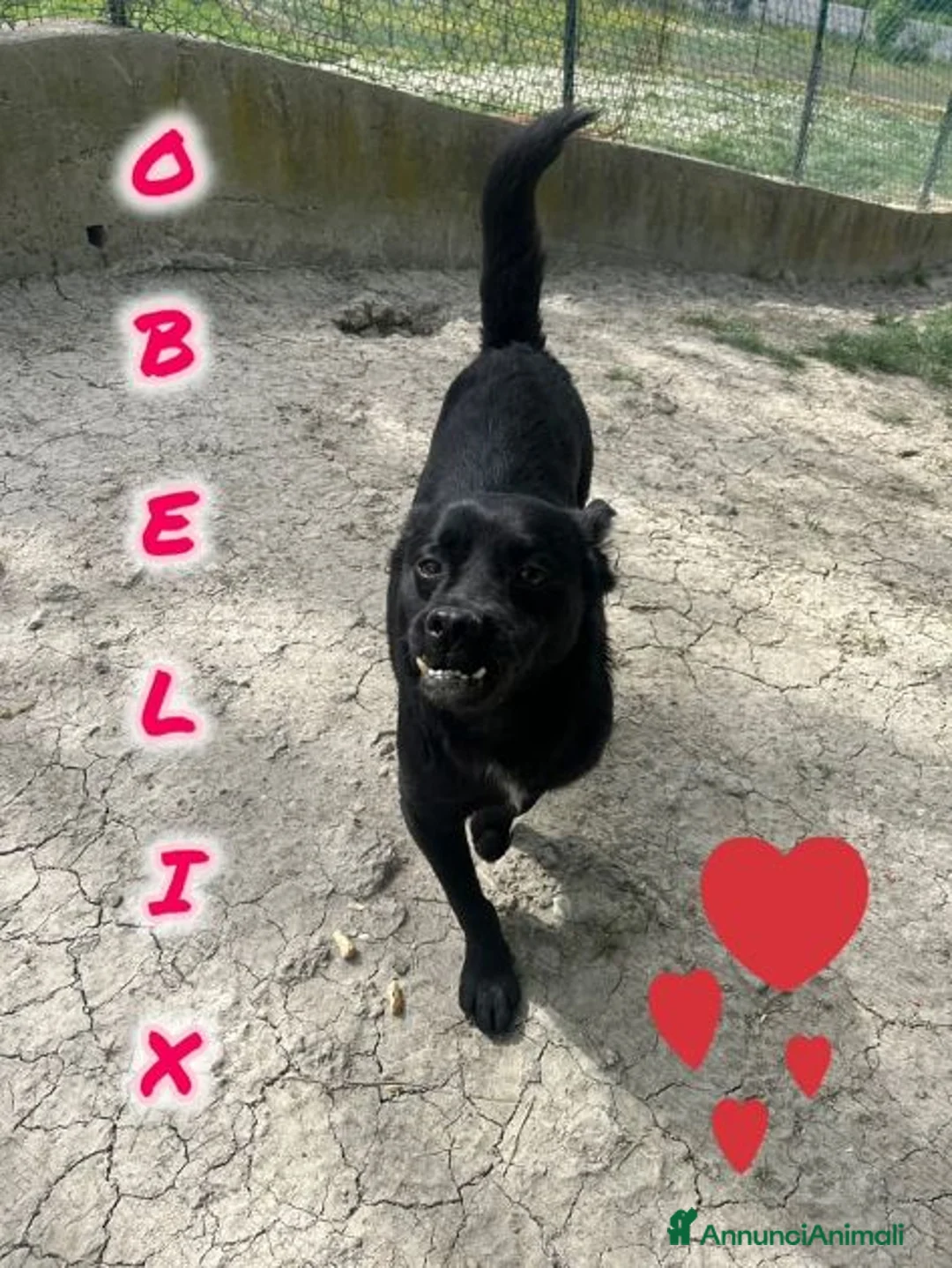 Meticcio cani in regalo: OBELIX allegro ed affettuoso tg contenuta a Città Metropolitana di Firenze - Annuncio 1