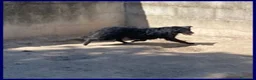 Meticcio cani in regalo: SABRINA un po' spaventata - Annuncio 3