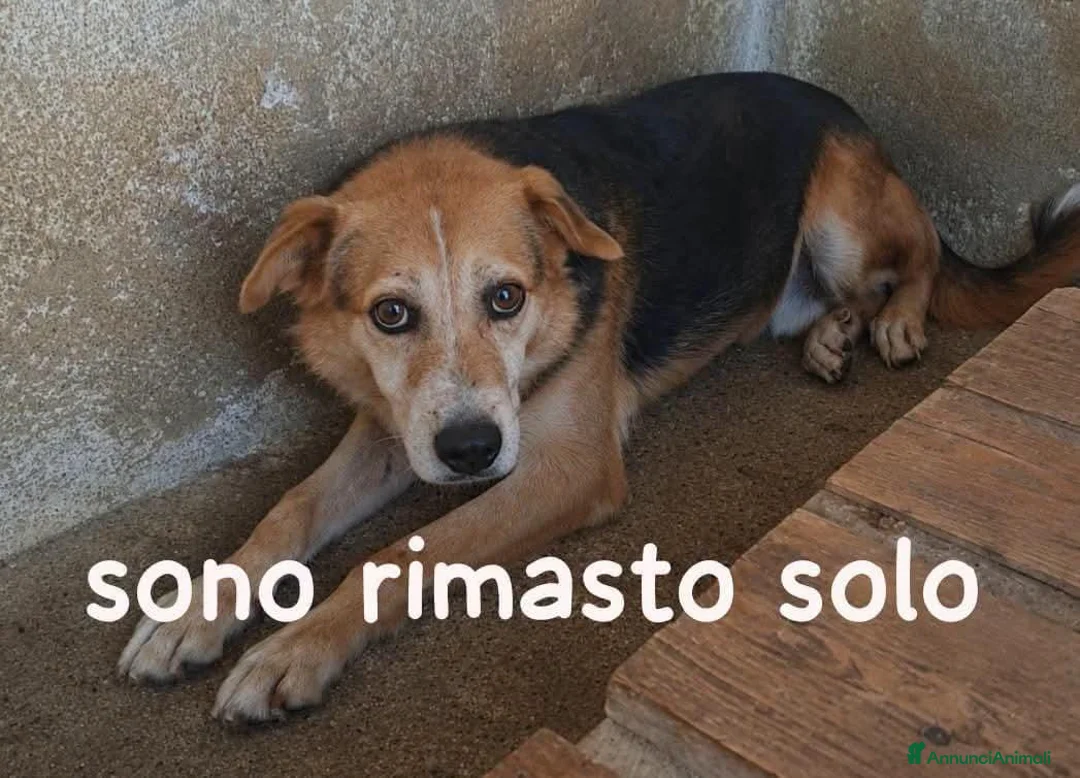 Meticcio cani in regalo: KOBE 10 ANNI 15/18 KG - Annuncio 1