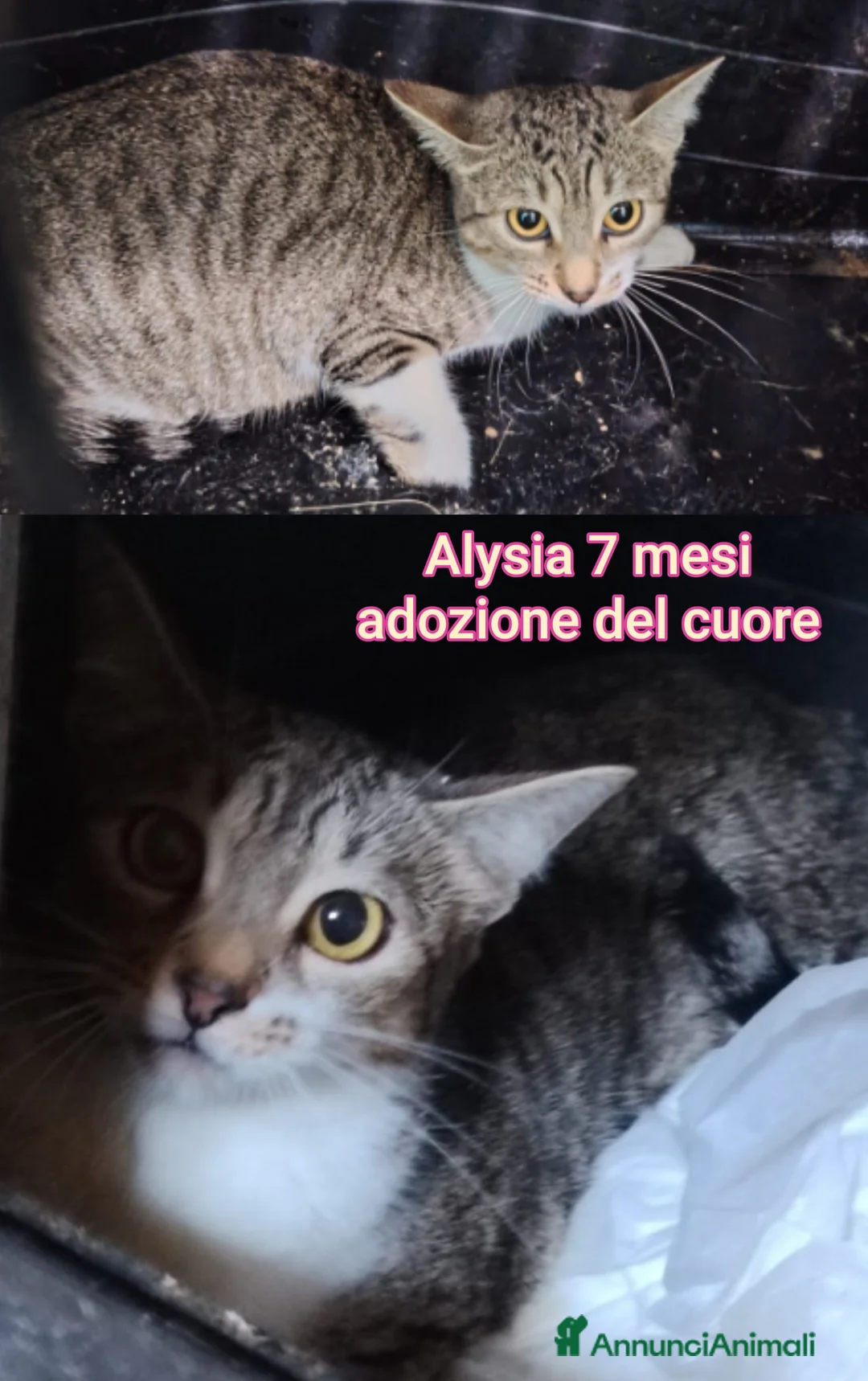 Altre razze gatti in regalo: ADOZIONI URGENTI PER QUESTI GATTINI  - Annuncio 7