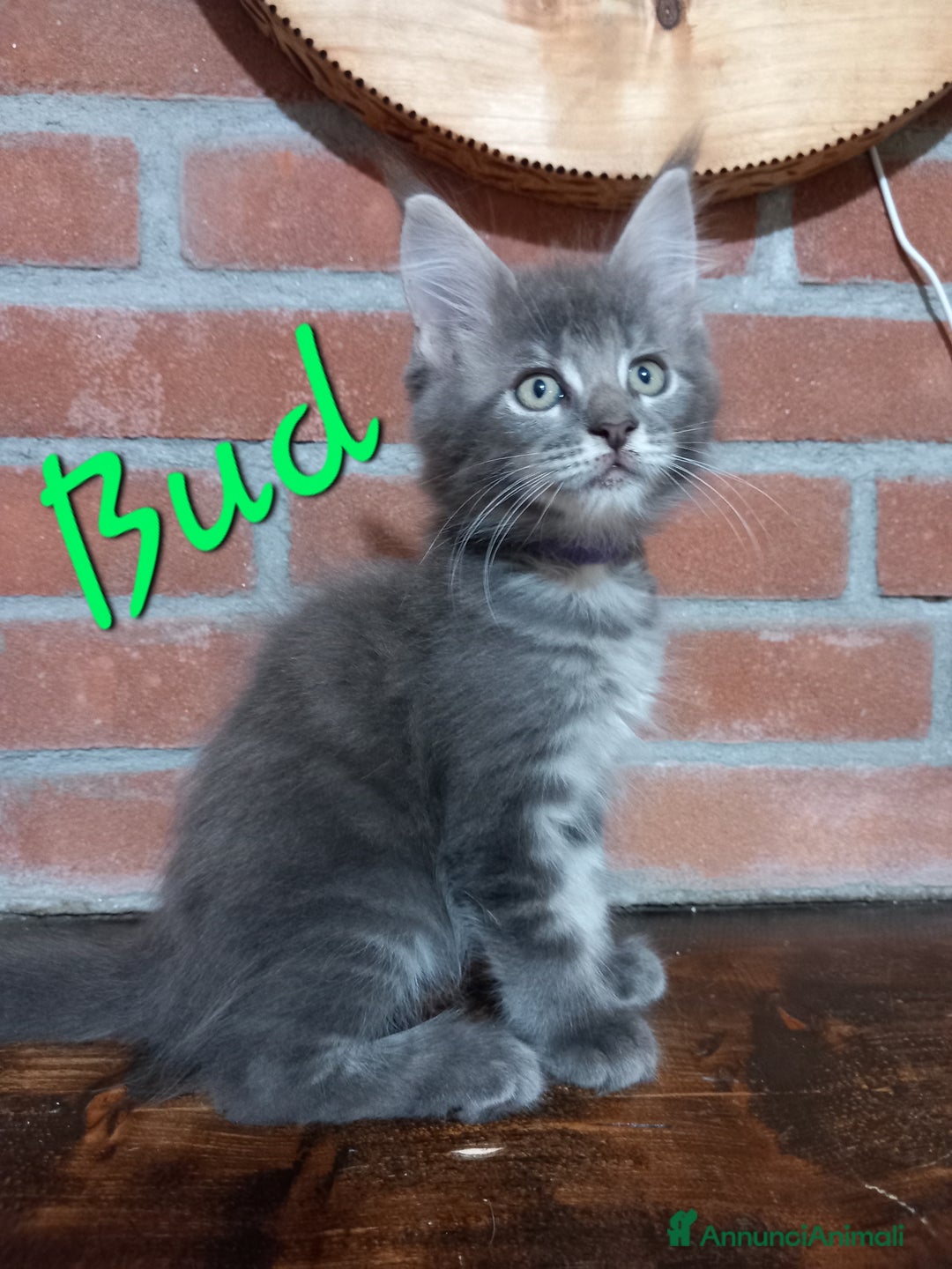 Maine Coon gatti in vendita: Cuccioli Maine Coon - Annuncio 2