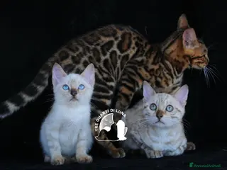 Bengala gatti Cuccioli Bengala – Piccoli Leopardi - Annuncio 2