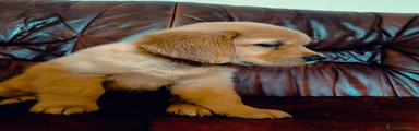 Golden Retriever 5