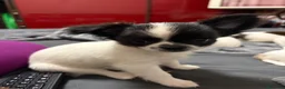 Chihuahua cani in vendita: Maschietto pelo lungo  - Annuncio 6