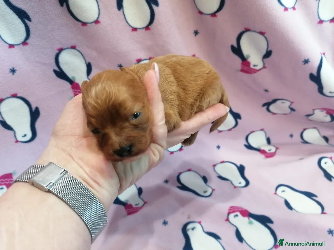Cavapoo cani in vendita: Cavapoo cucciola femmina - Annuncio 2