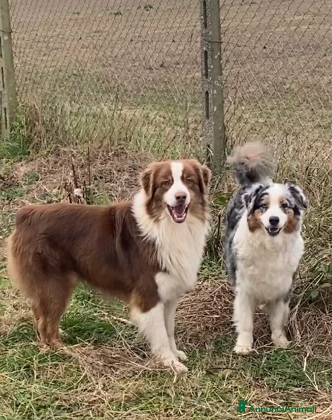 Australian Shepherd cani in vendita: Australian Shepherd pastore Australiano cuccioli - Annuncio 8