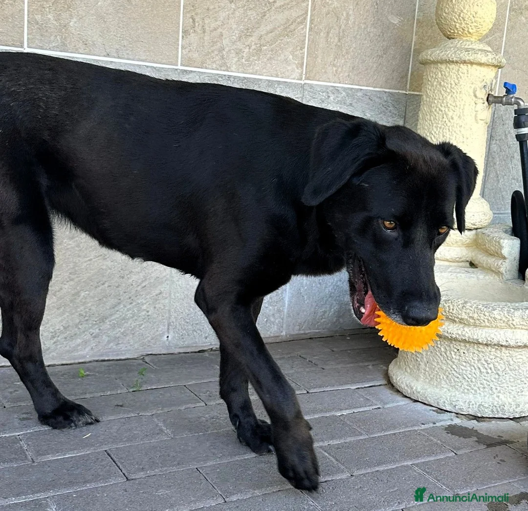 Meticcio cani in regalo: ELIJA SPLENDIDA LABRADOR - Annuncio 2
