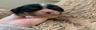 Cavalier King Cucciolo 1