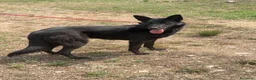 Meticcio cani in regalo: Alex  a Provincia di Parma - Annuncio 1
