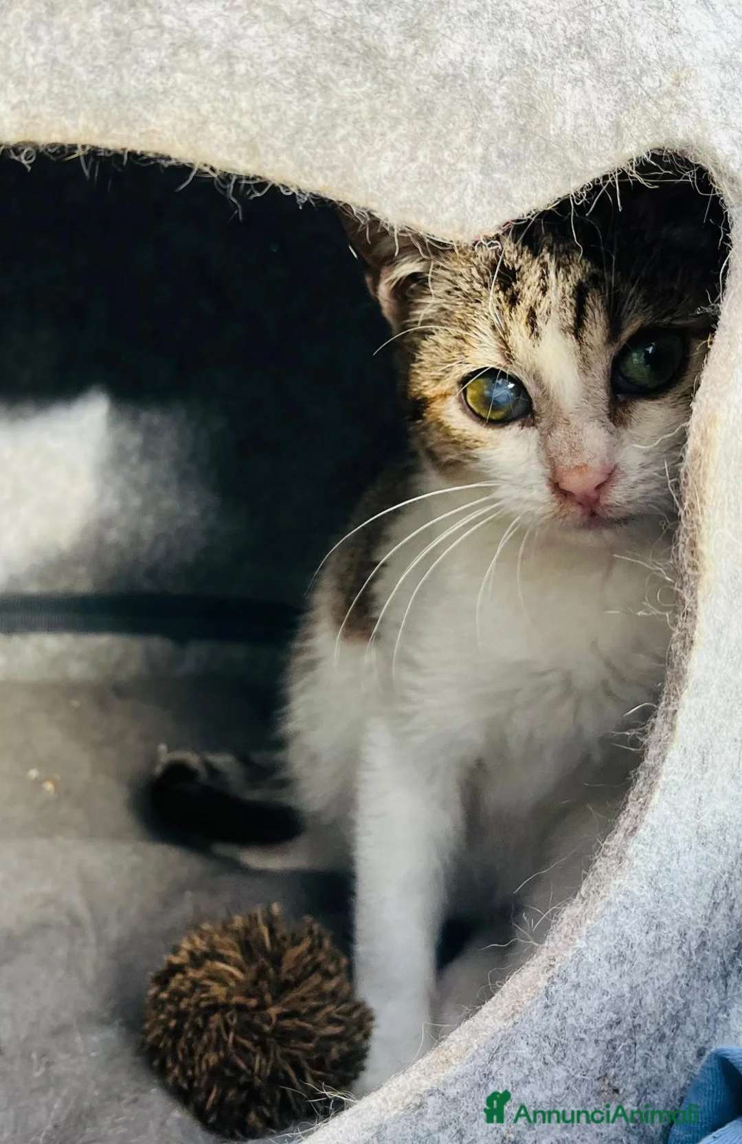 Europeo gatti in regalo: Gattina cerca casa - Annuncio 5