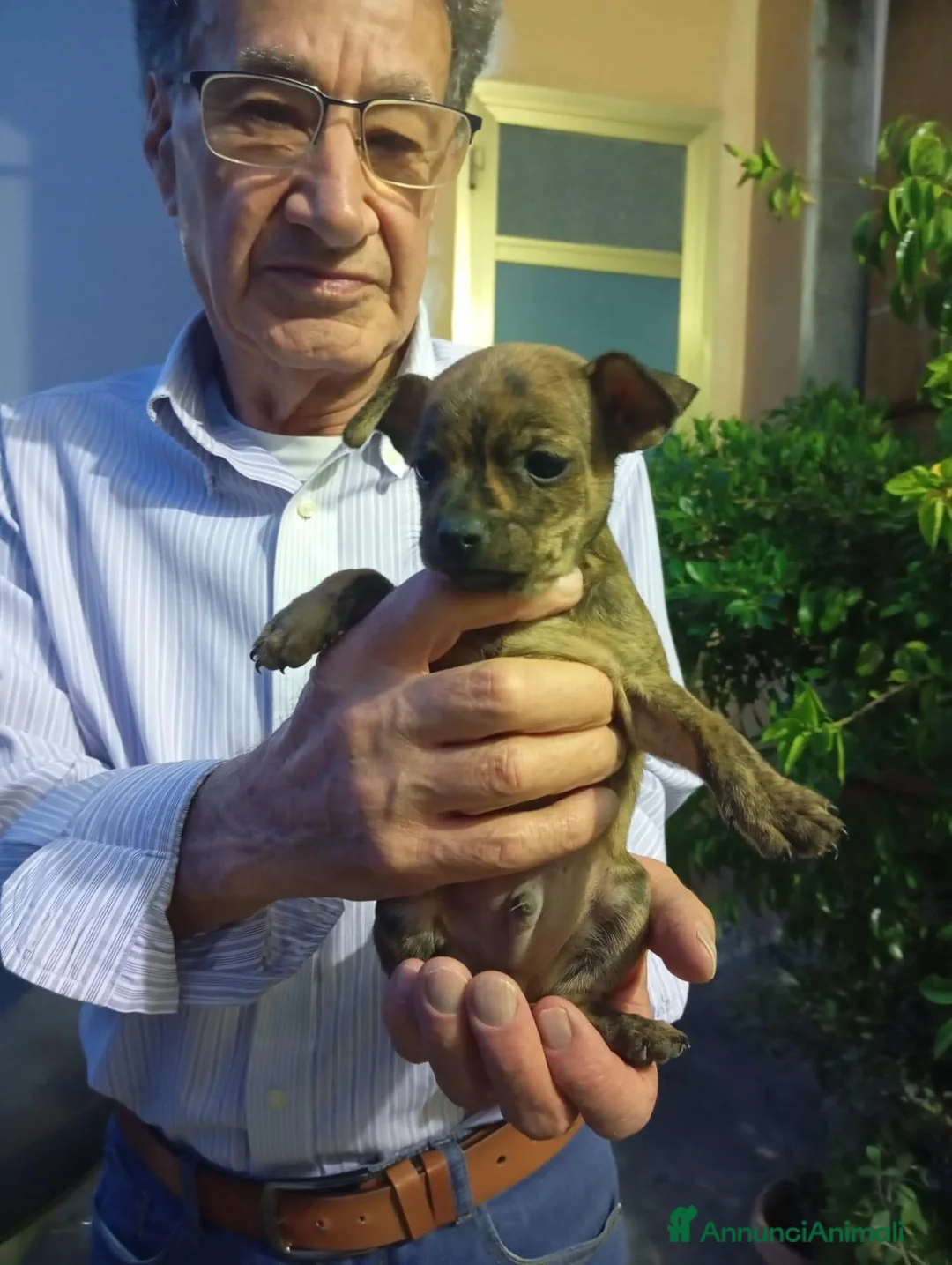 Meticcio cani in regalo: Nemo, taglia piccola! (10kg) - Annuncio 4