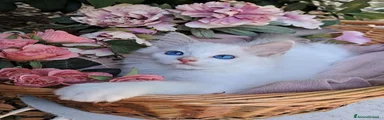 Maschio Ragdoll 
