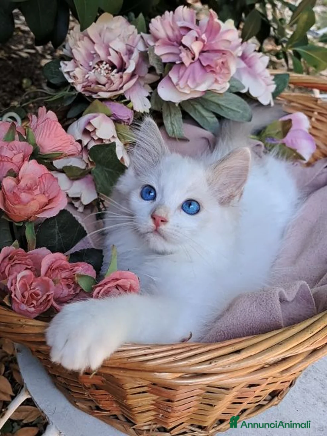 Ragdoll gatti in vendita: Gattini Ragdoll bicolor con pedigree - Annuncio 1