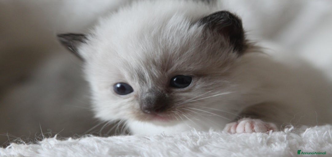 Immagine della galleria {{count}}