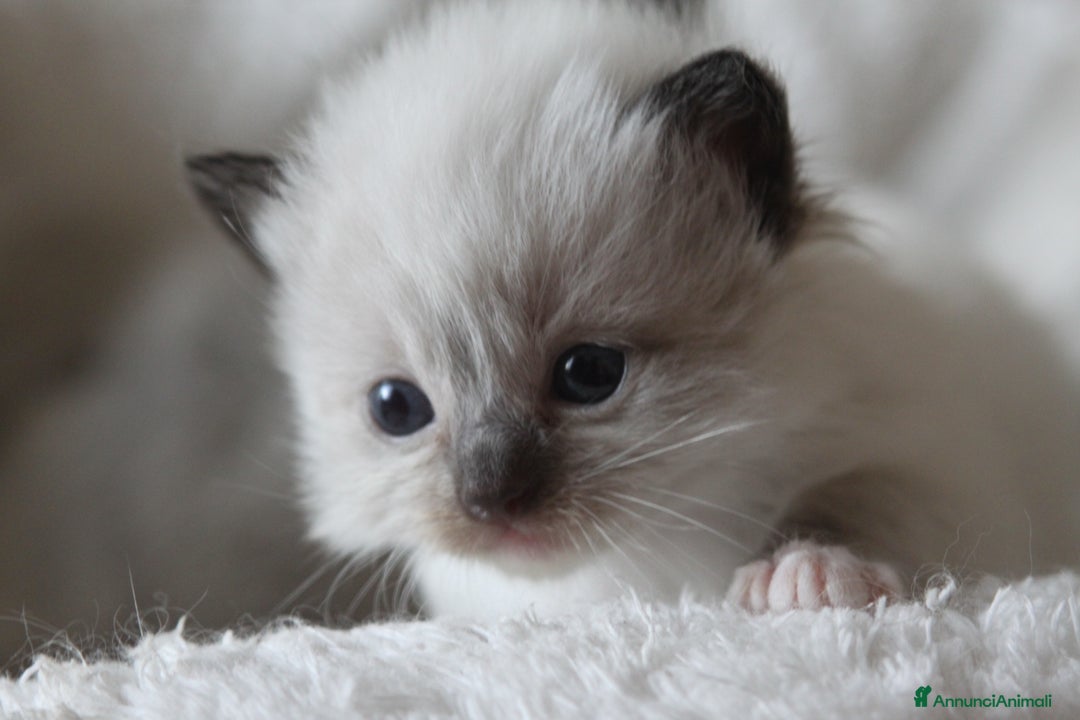 Immagine della galleria {{count}}