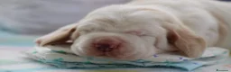 Bassethound cani in vendita: Meravigliosi Cuccioli di Bassethound  - Annuncio 3