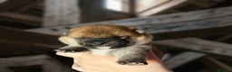 Shiba Inu cani in vendita: Cuccioli di shiba inu - 3 femminucce - - Annuncio 4