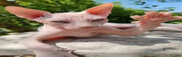 Sphynx gatti in vendita: Disponibili splendidi cuccioli di Sphynx ✨ - Annuncio 31