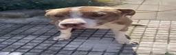 Meticcio cani in regalo: Simil Amstaff splendido 1anno salvato mesi faSICIL - Annuncio 6