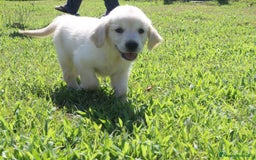 Golden Retriever cani in vendita: Ultimi cuccioli di Golden Retriever con pedigree a Città metropolitana di Milano - Immagine 8