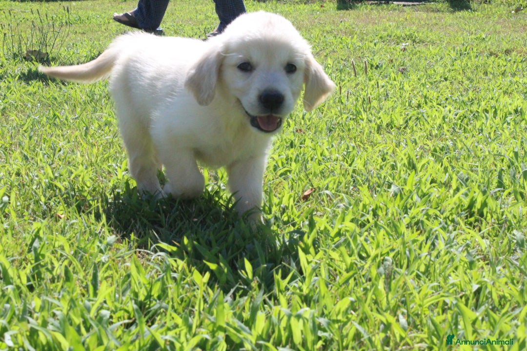 Golden Retriever cani in vendita: Ultimi cuccioli di Golden Retriever con pedigree a Città metropolitana di Milano - Immagine 8