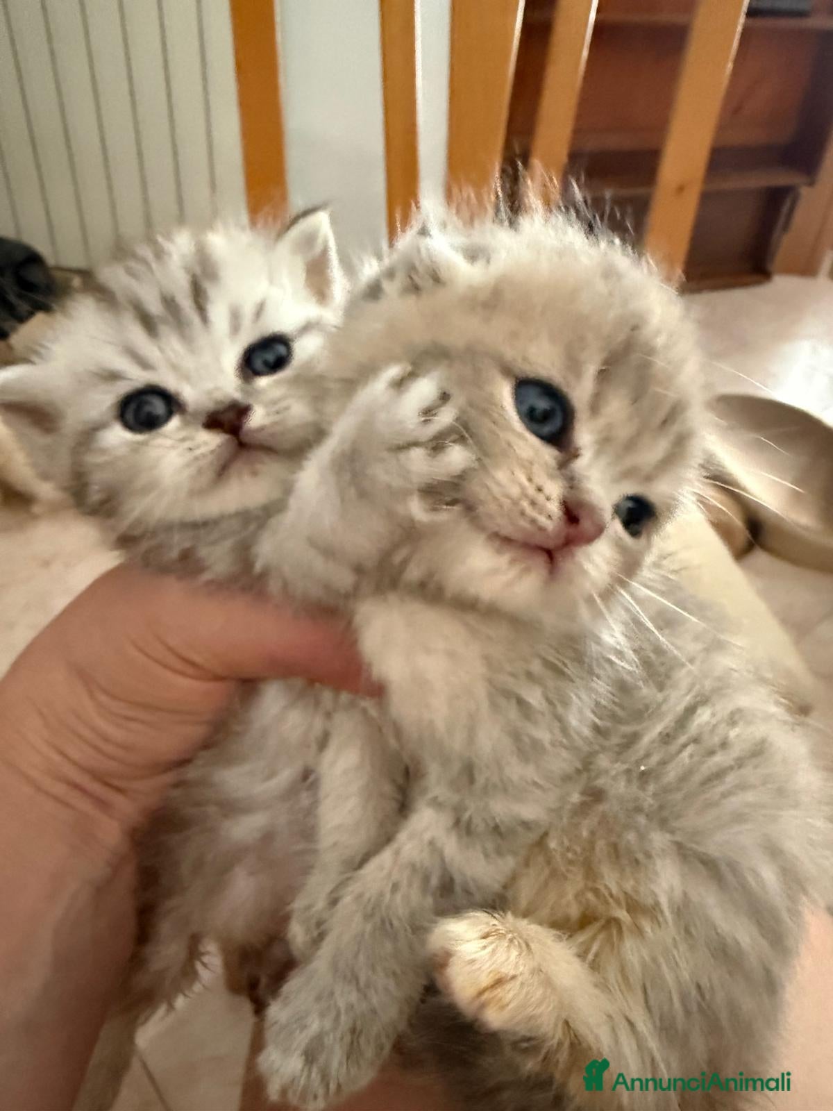 Scottish gatti Scottish fold e straight  - Annuncio 12
