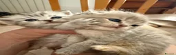 Scottish gatti in vendita: Scottish fold e straight  - Annuncio 1
