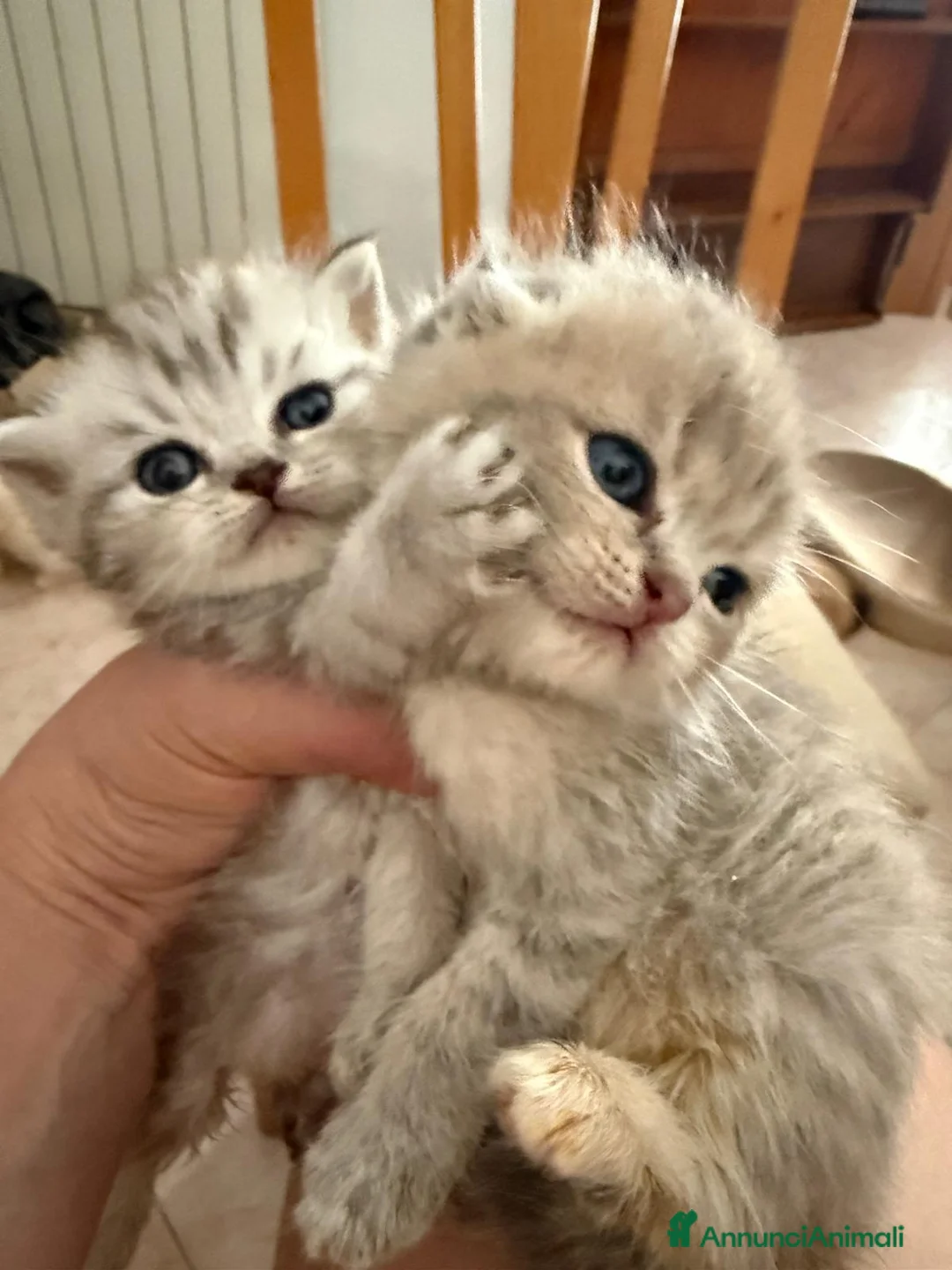 Scottish gatti in vendita: Scottish fold e straight  - Annuncio 1