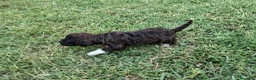 Lagotto cani in vendita: Lagotto Romagnolo con Pedigree - Annuncio 4