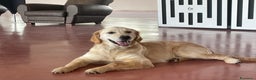 Golden Retriever cani in vendita: Bellissimi cuccioli di Golden Retriver  - Annuncio 2