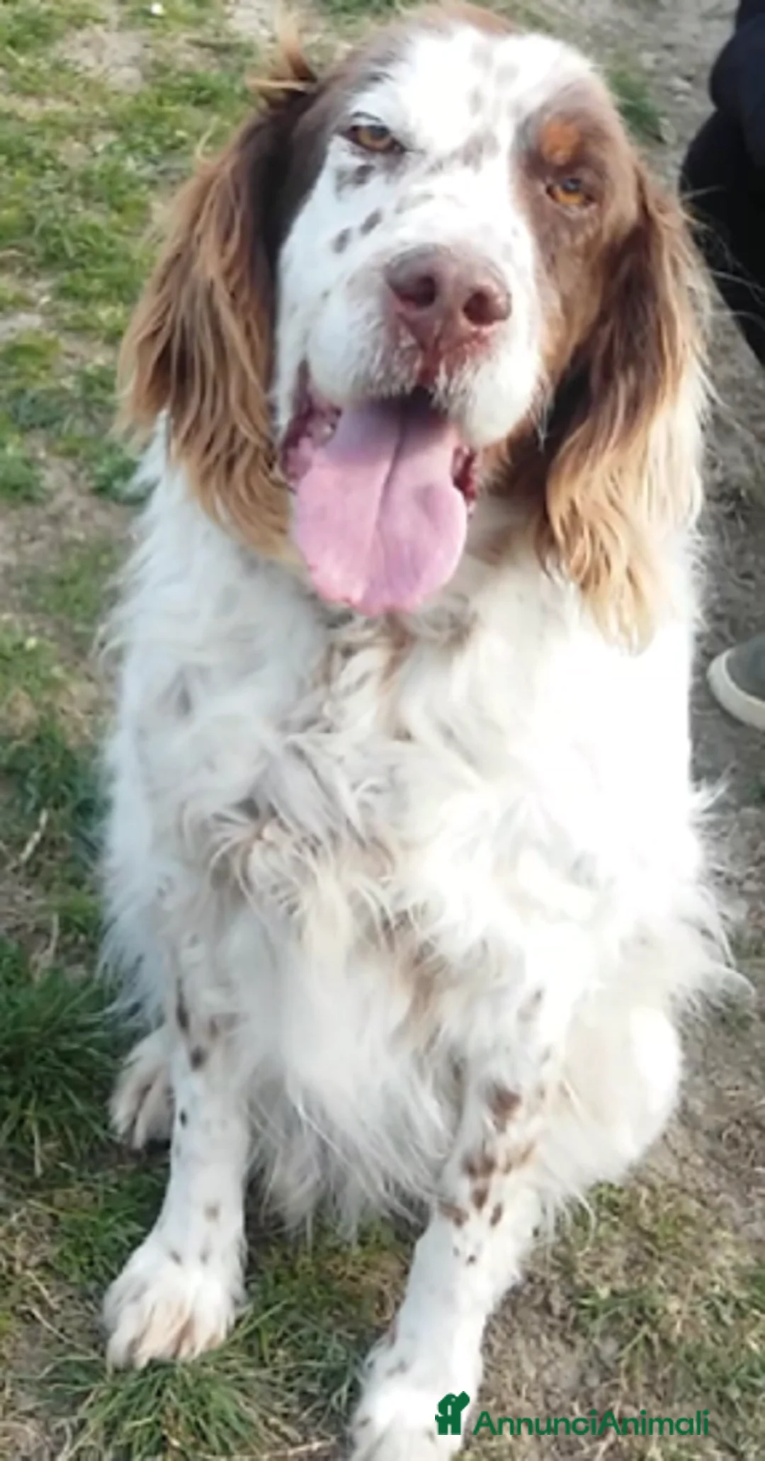 Setter Inglese cani in regalo: ALAN gioioso e buono con tutti! - Annuncio 2