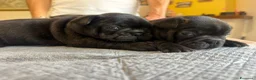 Bulldog Francese cani in vendita: bulldog francese bull dog animali - Annuncio 24