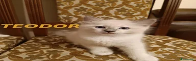 Ragdoll 1