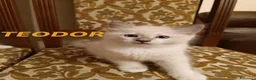 Ragdoll gatti in vendita: Prenotazione Cuccioli di Razza Ragdoll  - Annuncio 6