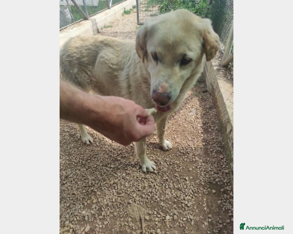 Meticcio cani Alfredo, SOS una casa per la vita a Latina - Annuncio 1