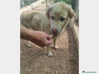 Meticcio cani Alfredo, SOS una casa per la vita a Latina - Annuncio 22