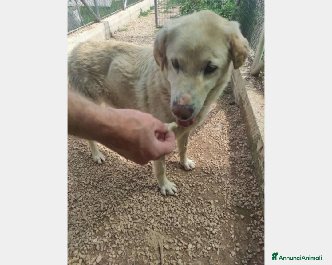 Meticcio cani in regalo: Alfredo, SOS una casa per la vita a Latina - Annuncio 1