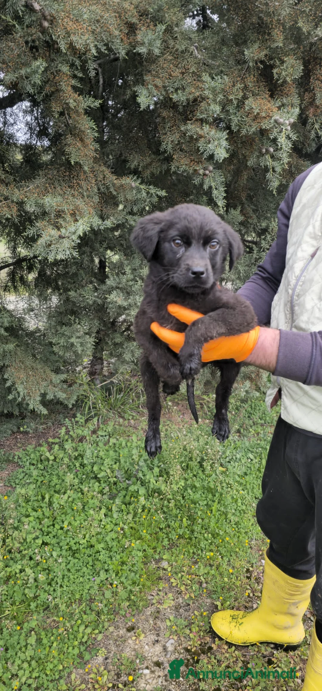 Meticcio cani in regalo: ASSUNTA, AMBRA, ADALGISA, ALBA E ALBERTO - Annuncio 6