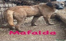 Meticcio cani in regalo: 3cucciolotti marroni crescono senza richieste.SUD - Annuncio 3