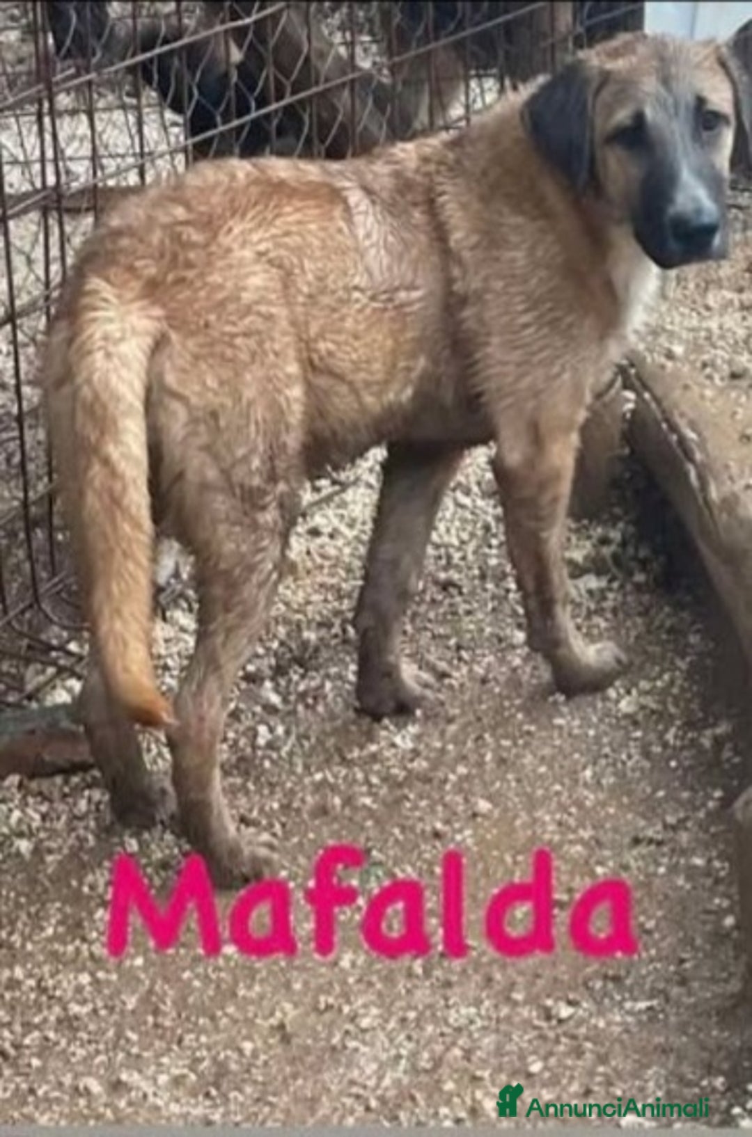 Meticcio cani in regalo: 3cucciolotti marroni crescono senza richieste.SUD - Annuncio 3