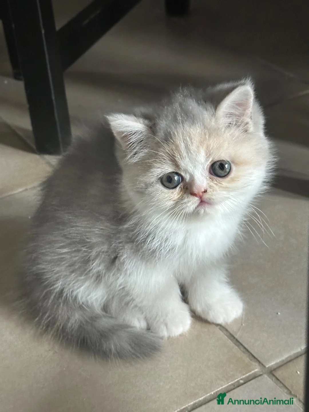 Exotic Shorthair gatti in vendita: Cucciola Exotic Shorthair calico diluita - Annuncio 2