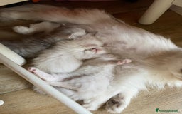 Persiano gatti in vendita: Gattini persiani normotipo  a Provincia di Reggio Emilia - Immagine 36