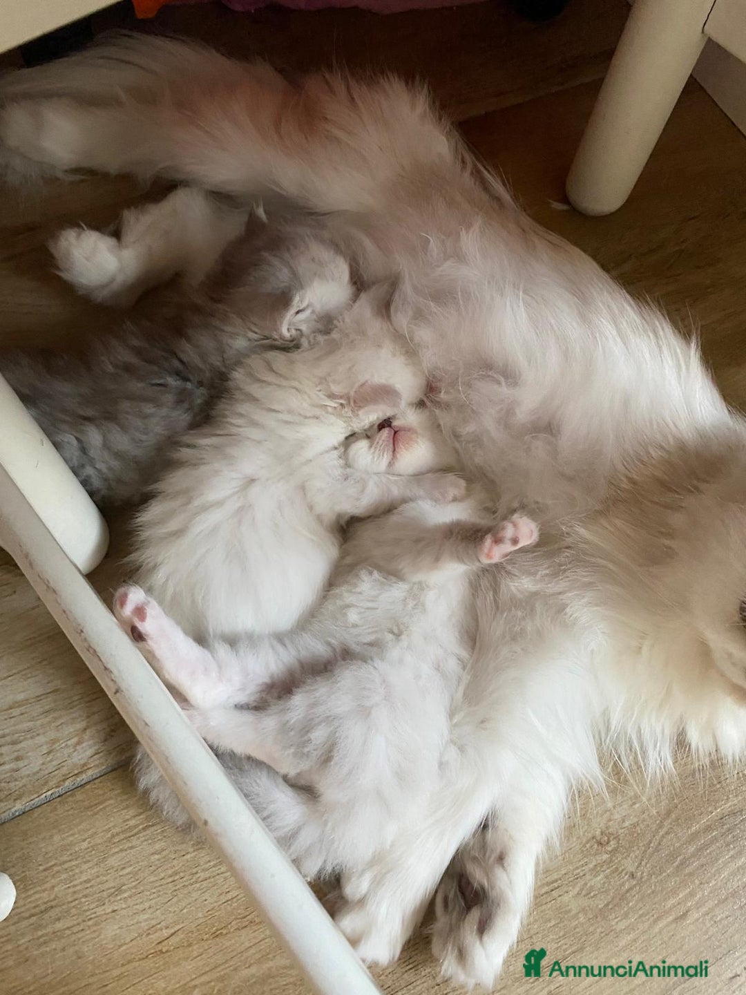 Persiano gatti in vendita: Gattini persiani normotipo  a Provincia di Reggio Emilia - Immagine 36