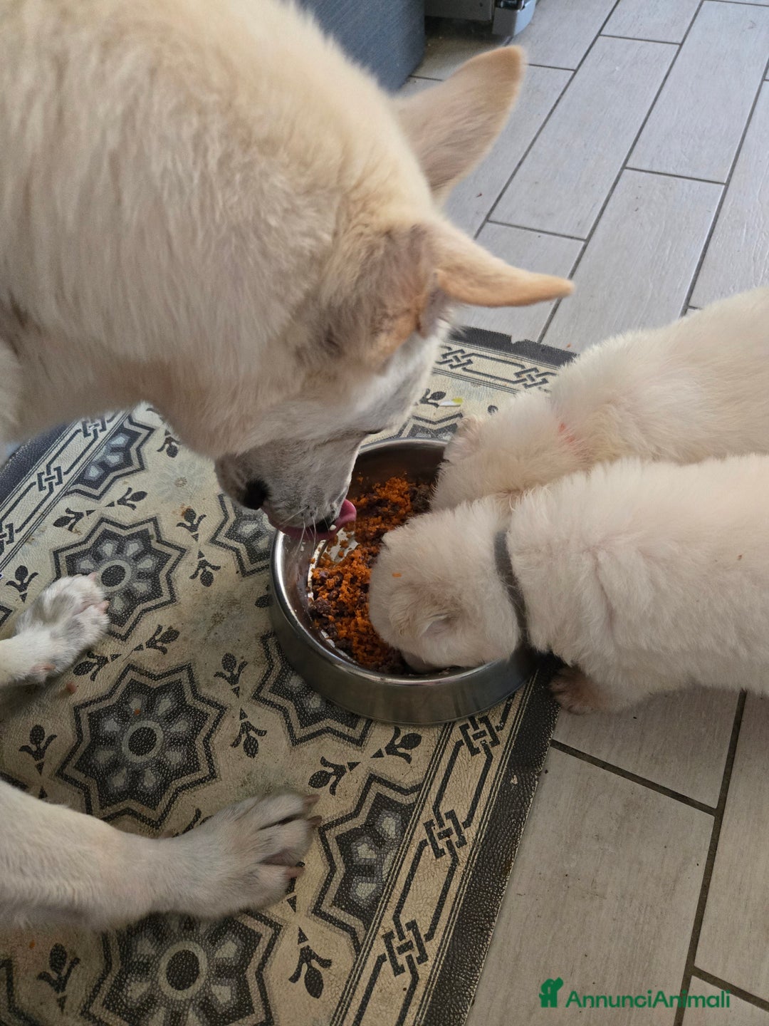 Pastore Svizzero cani in vendita: Cuccioli pastore svizzero bianco  a Province of Brescia - Immagine 16