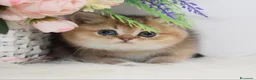 British gatti in vendita: Dolcissimi cuccioli di british shorthair golden - Annuncio 4