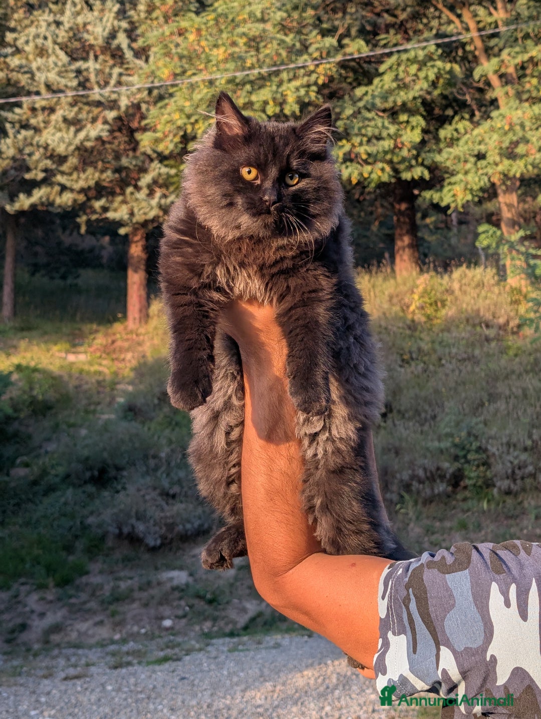 Siberiano gatti in vendita: Cuccioli di gatto siberiano  - Annuncio 3