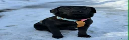 Meticcio cani in regalo: LAJKA e KAJLA, dolci cucciole invisibili. - Annuncio 1