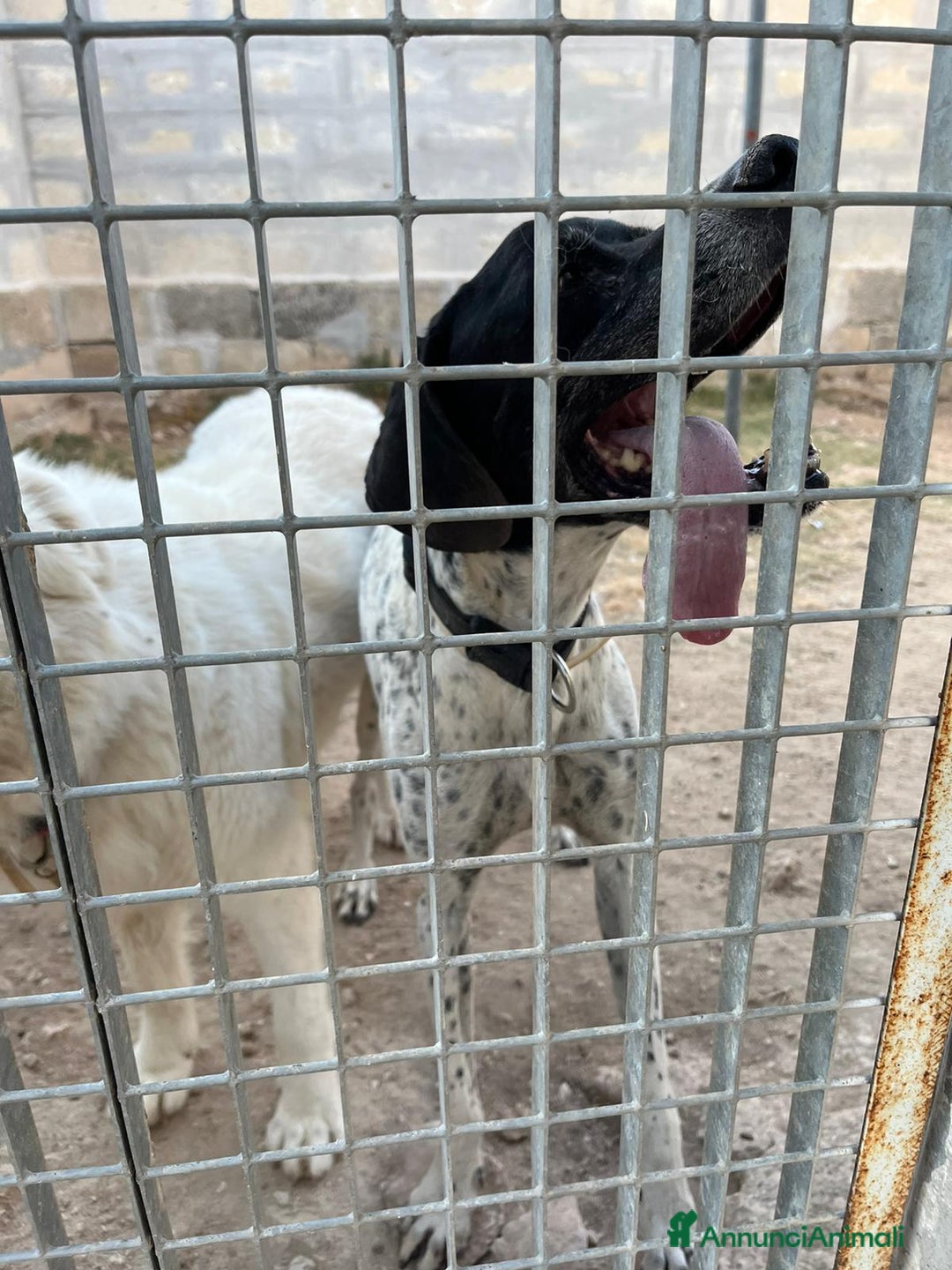 Pointer cani in regalo: DJANGO tenerissimo cane in adozione! - Annuncio 5