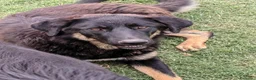 Meticcio cani in regalo: Sissy: cucciolona taglia grande socievole  - Annuncio 2